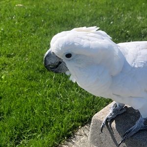 Meet your Posher, Shirley